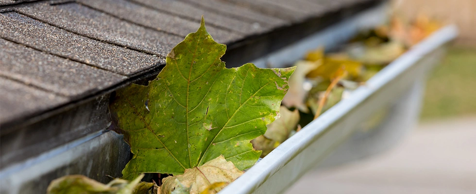 5 Roof Maintenance Tips for Springtime